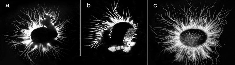 Wissenschaftler haben die Bewohner des Astral gesehen! Astralparasiten kontrollieren Menschen?