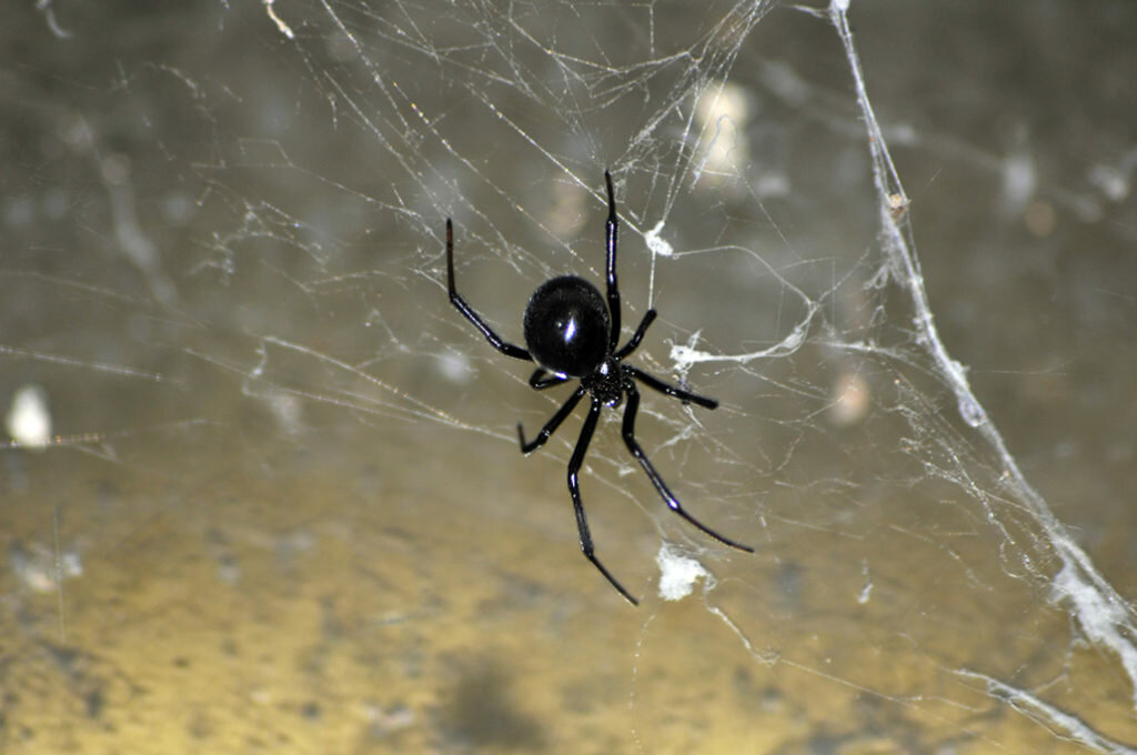 Vorhersagen der "Schwarzen Spinne", Mönch Reno Nero