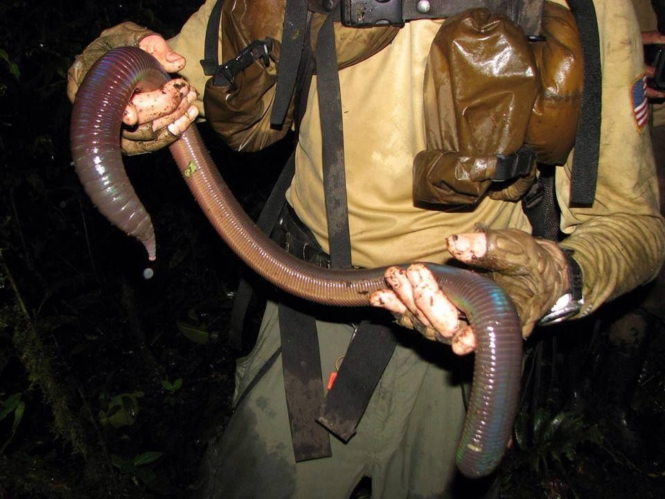 Shai-Huluds from Dune: Der außerirdische Ursprung des mongolischen Regenwurms in der Wüste Gobi, der Säure und Feuer spuckt 2 Australische Würmer sehen aus wie riesige Würste.