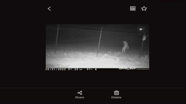 Administration asks for help: Mysterious creature that looks like a werewolf appeared in Texas 10