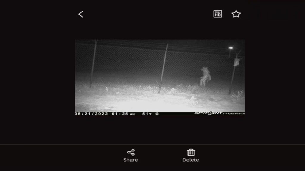 Administration asks for help: Mysterious creature that looks like a werewolf appeared in Texas 1
