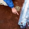 Chile: They caught a "cursed" 16 feet king oarfish - They say it brings earthquakes 42