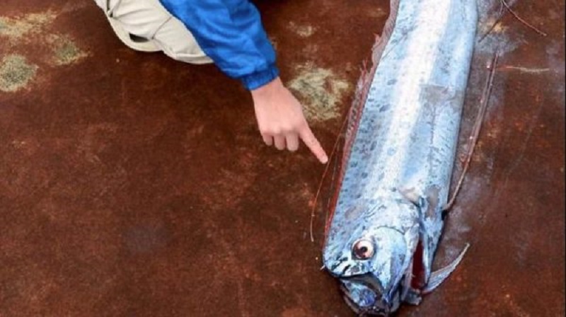 Chile: They caught a "cursed" 16 feet king oarfish - They say it brings earthquakes 1