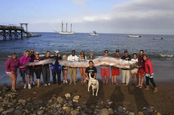 Chile: They caught a "cursed" 16 feet king oarfish - They say it brings earthquakes 2