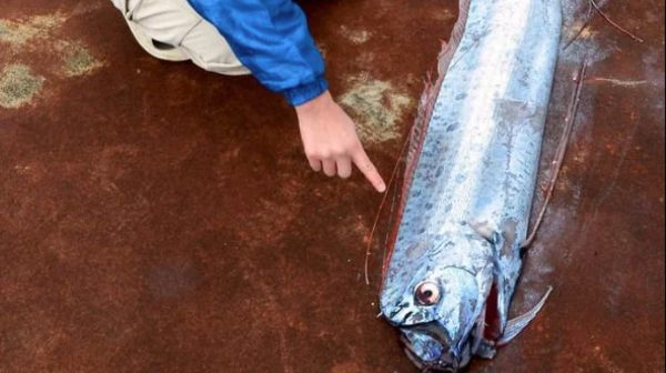 Chile: Sie haben einen "verfluchten" 16-Fuß-Königsriemenfisch gefangen - Sie sagen, er bringt Erdbeben 4