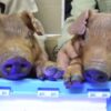 Yale scientists resurrect dead pigs and say cell death can be stopped 14