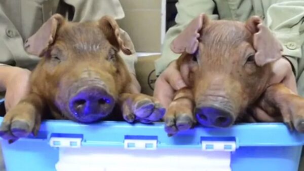 Yale scientists resurrect dead pigs and say cell death can be stopped 28