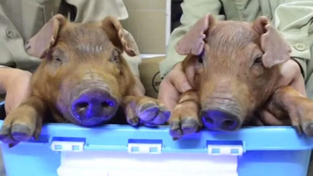 Yale scientists resurrect dead pigs and say cell death can be stopped 1