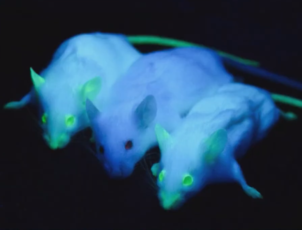Labormäuse, in deren DNA das Lumineszenzgen der Qualle eingefügt ist, wodurch sie im ultravioletten Licht leuchten.
