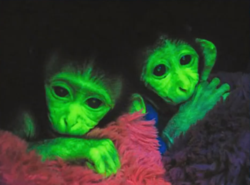 Leuchtende gentechnisch veränderte Affen.