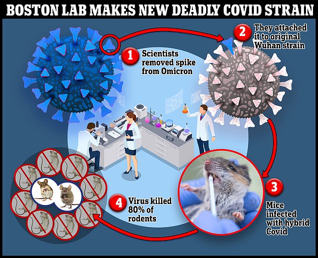 In the new research, which has not been peer-reviewed, a team of researchers from Boston and Florida extracted Omicron's spike protein ¿ the unique structure that binds to and invades human cells.  It has always been present but it has become more evolved over time.  Omicron has dozens of mutations in its spike protein that made it so infectious.  Researchers attached Omicron's spike protein to the original wildtype strain that first emerged in Wuhan at the start of the pandemic.  The researchers looked at how mice fared under the new hybrid strain compared to the original Omicron variant