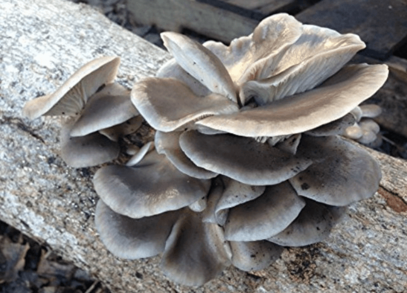   In the event of a nuclear winter, mushrooms can feed people