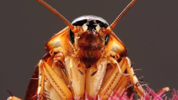 Why is bug eating promoted and officials are desperately trying to feed us cockroaches? Are times of famine and food shortages ahead? 8