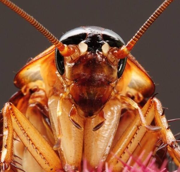 Why is bug eating promoted and officials are desperately trying to feed us cockroaches? Are times of famine and food shortages ahead? 2