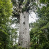 Amazing 50000-year-old trees are being pulled out of the ground in New Zealand. Their wood has not rotted or petrified 8