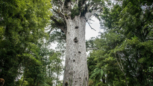 Amazing 50000-year-old trees are being pulled out of the ground in New Zealand. Their wood has not rotted or petrified 7