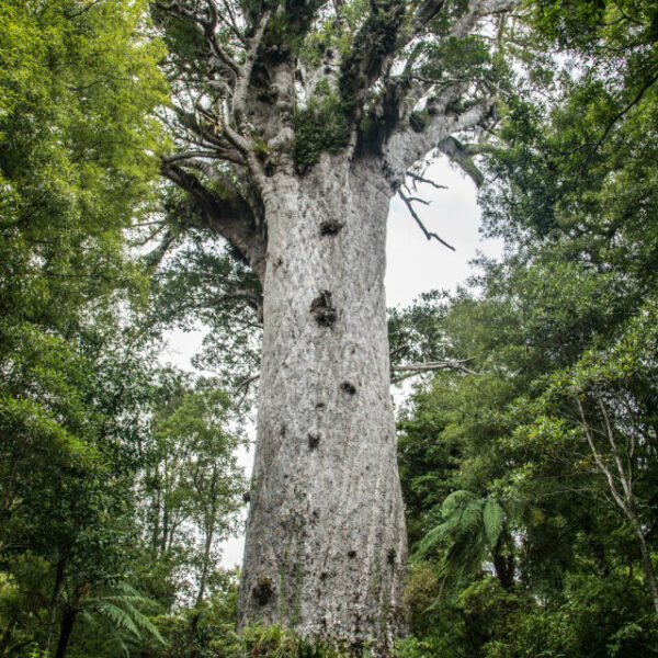 Amazing 50000-year-old trees are being pulled out of the ground in New Zealand. Their wood has not rotted or petrified 2