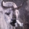 A white bison has been born, and the Lakota people view this event as a significant prophecy, anticipating profound changes in the world 2