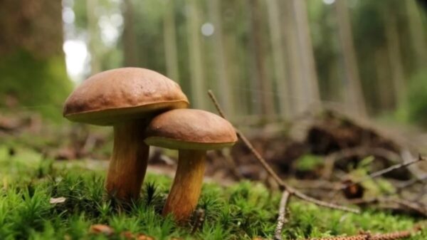 Scientists are astounded! Research indicates mushrooms exhibit intelligent behavior 10