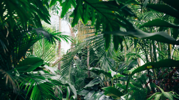 "Indications of a Mayan capital." A lost city has been discovered in the jungles of Mexico 9
